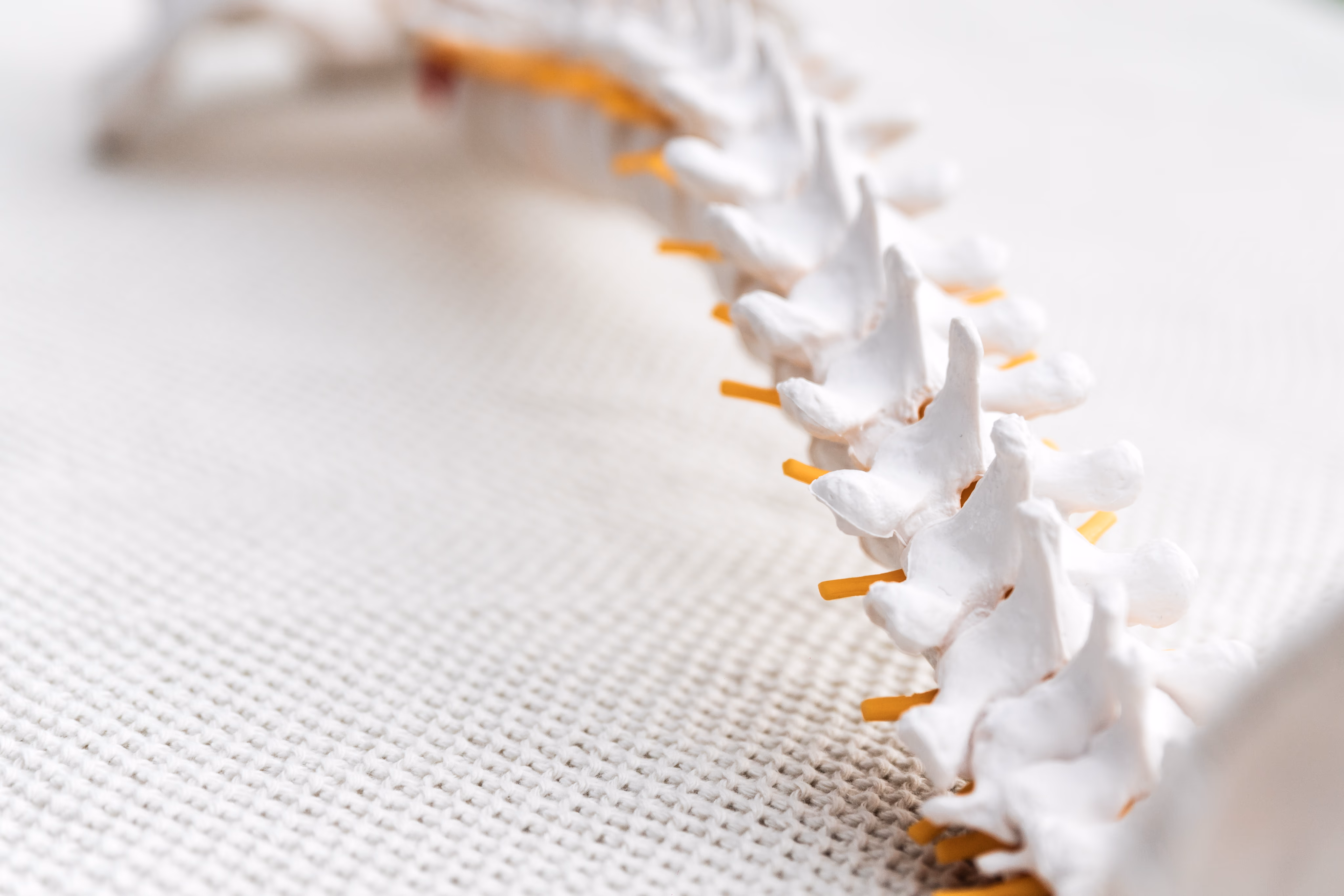 Model of spine, close up